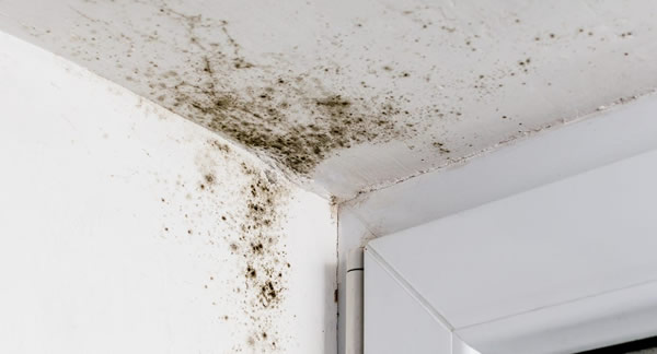 Winston Salem Air Quality / Mold Testing